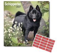 Avonside Schipperke 2027 Square Calendar with Organisational Stickers