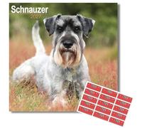 Avonside Schnauzer 2027 Square Calendar with Organisational Stickers