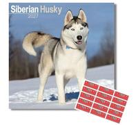 Avonside Siberian Husky 2027 Calendar with Organisational Stickers, 16 Month Square Wall Calendar (Sept 2026 - Dec 2027), UK Planner for Dog Lovers, Home or Office, 11.6 x 11.6 in