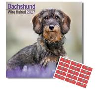 Avonside Wire-haired Dachshund 2027 Calendar with Organisational Stickers, 16 Month Square Wall Calendar (Sept 2026 - Dec 2027), UK Planner for Dog Lovers, For Home or Office, 11.6 x 11.6 in