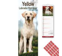 Avonside Yellow Labrador 2027 Slimline Calendar with Planner Stickers