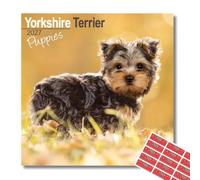 Avonside Yorkshire Terrier Puppies 2027 Square Calendar with Stickers | 16 Month Square Wall Calendar, Month to View Layout, Marked UK Holidays, High Quality Images, Home or Office Planner, 12x12in