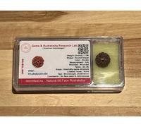 AwakenYourKundalini's Natural Rudraksha Beads (1,2,3,4,5,6,7,8,9,10,11,12,13,14 Faced) Original Rudraksha Beads Himalayan Origin Nepal Collections - Lab Certified - US Seller (6 Mukhi Faced)