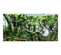 AWERT 48x20 inches Branches Aquarium Background Green Algae Aquarium Background Aquatic Plant River Bed & Lake Fish Tank Background Vinyl Background