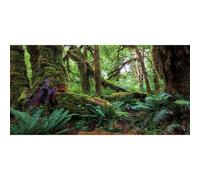 AWERT 60x24 inches Tropical Forest Terrarium Background Green Huge Tree Reptile Habitat Background Rainforest Aquarium Background Durable Polyester Background
