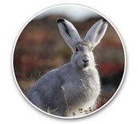 Awesome Vinyl Stickers (Set of 2) 15cm - Beautiful Grey Arctic Hare Rabbit Fun Decals for Laptops,Tablets,Luggage,Scrap Booking,Fridges #15659
