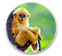 Awesome Vinyl Stickers (Set of 2) 15cm - Golden Snub Nosed Monkey Baby Fun Decals for Laptops,Tablets,Luggage,Scrap Booking,Fridges #45180