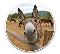 Awesome Vinyl Stickers (Set of 2) 30cm - Funny Cheeky Donkey Horse Fun Decals for Laptops,Tablets,Luggage,Scrap Booking,Fridges #45095