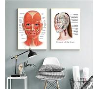 AWKFHF Face Anatomy Pictures, Human Structure Skeleton Canvas Picture Poster Art Print Medical Pictures Wall Decoration No Frame (2 x 60 x 90 cm, without Frame)