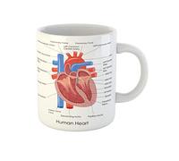 Awowee Coffee Mug Anatomical of Diagram Human Heart Anatomy Body Muscle Organ 11 Oz Ceramic Tea Cup Mugs Best Gift Or Souvenir For Family Friends Coworkers