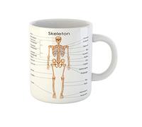 Awowee Coffee Mug Anatomy Medical Education Chart of Biology for Human Skeleton 11 Oz Ceramic Tea Cup Mugs Best Gift Or Souvenir For Family Friends Coworkers
