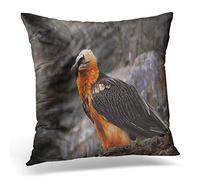 Awowee Cushion Cover 40x40cm/16x16inches Bearded Vulture Gypaetus Barbatus Detail Portrait of Rare Mountain Home Decor Throw Pillow Cover Square Pillowcase for Bed Sofa