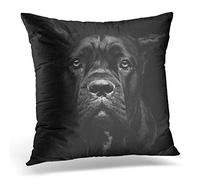 Awowee Cushion Cover 45x45cm/18x18inches Closeup Portrait of Beautiful Black Cane Corso Female Dog Home Decor Throw Pillow Cover Square Pillowcase for Bed Sofa