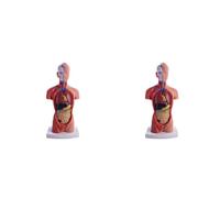 Awwertse 2X Torso Mannequin Anatomy Doll 15 Removable Parts Educational Organ Model Human Internal Organ Anatomy Model