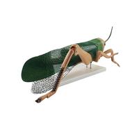 AXIKALB Grasshopper Anatomy Model Detachable Insect Equipment Teaching Aids Demonstration