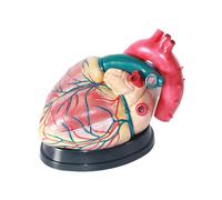 AXIKALB Model Of Human Heart Removable Enlarged Anatomical Cardiology Department