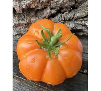 Axle Lake Swamp Miracle Tomato Seeds - 15 Fresh Seeds