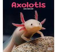 Axolotls 2026 Calendar | Square Wall Calendar | Animal Gift | Plastic Free Packaging | by Avonside Publishing