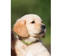 AYAOYANGGO DIY Cross Stitch Kit with Beads Portrait of A Golden Retriever Puppy Bead Embroidery Kit for Adults Needlepoint Tapestry Set Beaded Stitching 9CT 40x50cm