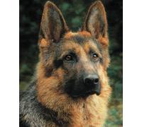 AYAOYANGGO Dogs Animals DIY Embroidery Beads Set German Shepherd Portrait Beadwork Craft Kit for Beginners,Needlework Set,Preprint Pattern Decor Wall Art 50x60cm