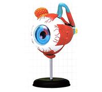 AYCDL 4D Human Eye Anatomical Model Eyeball Anatomy Model Easy for Science Classroom Study Teaching Medical Model