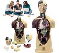 AYCDL 85CM Human Torso Model,Half Body Torso Anatomical Model with Internal Organs,Detachable 9 Parts Tabletop Replica,Study Display Educational Model
