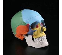AYCDL Educational Model Break Down Anatomy Color Skull Model Simulation Human Body Color Skull Model Medical Teaching Standard Skull Model Medical Education Medical Models