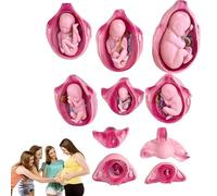 AYCDL Fetal Gestation Development Process Model,10 Parts Human Embryo Development Model,Fetal Development Model,Learning Display and Collectibles