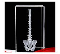 AYCDL Human Spine Anatomical Model Structure Anatomy Model Crystal Crafts for Study Display Teaching