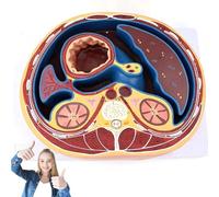 AYCDL Human Thorax Cross Section Model, Chest Horizontal Section Model,Thoracic Cavity Urinary System Teaching Anatomy Model,33×26×6Cm