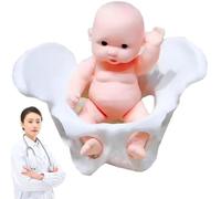 AYCDL Mini Female Pelvis Model,Childbirth Simulator with Baby Model,for Study Display Teaching Model,13 * 10Cm