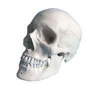 AYCDL Teaching model anatomical models human skull model organs model human model removable realistic explanation human anatomy model