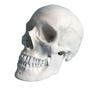 AYCDL Teaching Model Organs Model Human Skull Anatomy Model Student Teaching Template with Removable Skull Cap Organ Model with Digital Anatomy Model