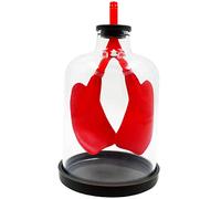 AYCDL Teaching Model Teaching Model Diaphragm Movement Model Lung Respiratory Tissue Model Biology Teaching Models Classroom Study Teaching