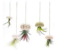 AYNEFY 5 Pcs Conch Plant Pot Decorative Hanging Air Plant Pot Sea Urchin Shell Hanging Planter Decorative Plants Not Included7x5x3cm (4-piece set)