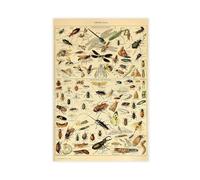 AYTREDF Insect, Science, Adolphe Millot Larousse, Chart With Variety of Insects And Bugs Canvas Poster Bedroom Decor Landscape Office Room Decor Gift 12x18inch(30x45cm)