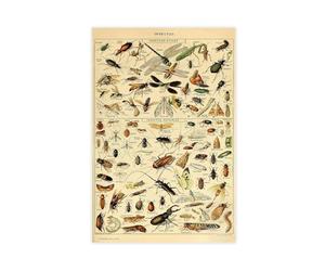 AYTREDF Insect, Science, Adolphe Millot Larousse, Chart With Variety of Insects And Bugs Canvas Poster Bedroom Decor Landscape Office Room Decor Gift 12x18inch(30x45cm)