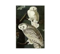 AYTREDF John James Audubon, Snowy Owl,art Prints,Vintage Art Canvas Poster Bedroom Decor Landscape Office Room Decor Gift 08x12inch(20x30cm)