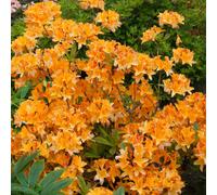 Azalea Japonica Orange - Hardy Evergreen Shrub, 2-Pack, Spring-Summer Orange Blooms, Ideal for Shaded Borders