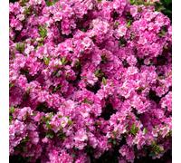 Azalea japonica Pink (2L) V1