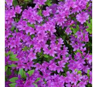 Azalea japonica Purple (2L) V1