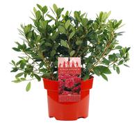 Azalea japonica Red Colourful Evergreen Outdoor Garden Shrub Plant In 2L Pot