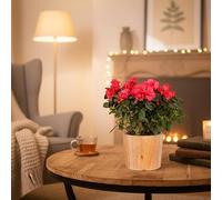 Azalea Plant Red - Indoor Houseplant with Included Rustic Ceramic Pot | Luxe Leaf Plants UK