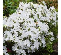 Azalea White (2L)