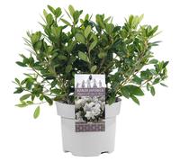Azalea White (2L)