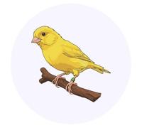 Azeeda 24 x 'Beautiful Yellow Canary' Round Stickers - 4cm (SK00078679)