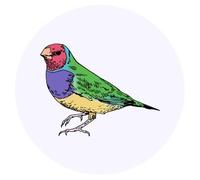 Azeeda 24 x 'Gouldian Finch' Round Stickers - 4cm (SK00068892) | Labels for Crafts, Scrapbooking, Journals, Gifts and Packaging