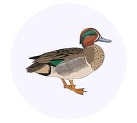 Azeeda 24 x 'Green Winged Teal Duck' Stickers - for Crafts, Scrapbooking and Labelling (SK00076849)