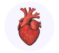 Azeeda 24 x 'Human Heart' Round Stickers - 4cm (SK00068689)