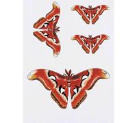 Azeeda 4 x 'Atlas Silk Moth' Temporary Tattoos - Water Resistant, Skin-Safe, Non-Toxic Transfers, Mixed Sizes (TO00065226)